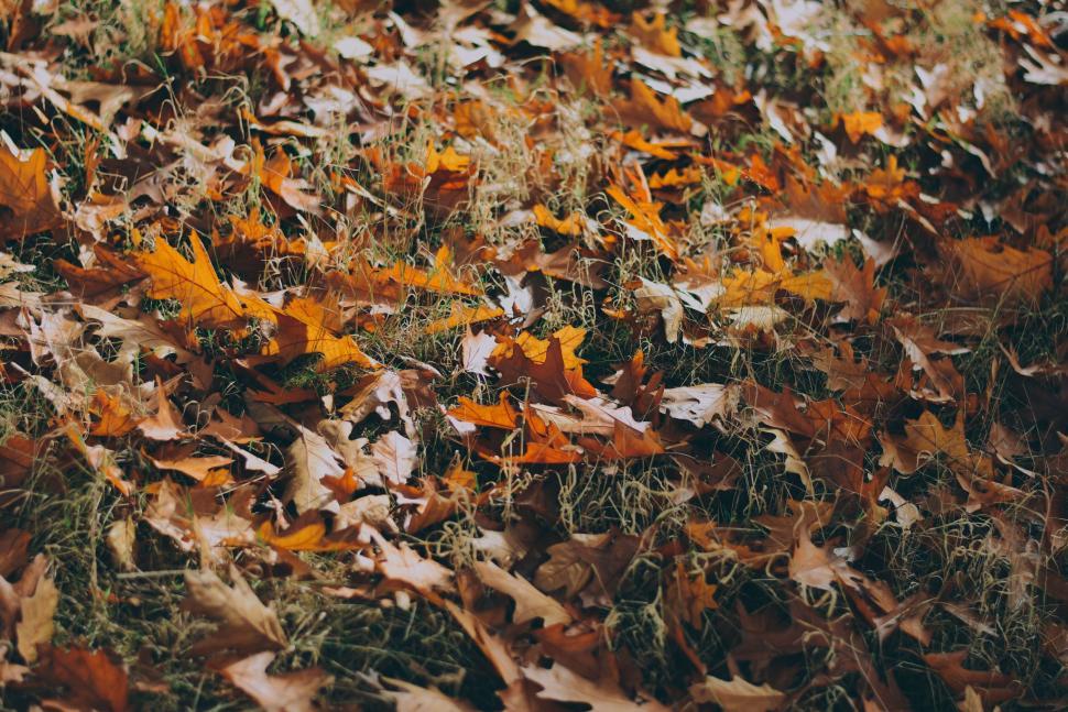 Free Image of Autumn leaves scattered on grassy ground 