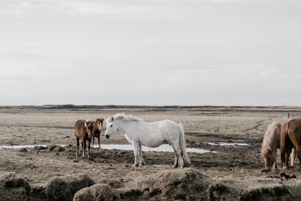 Free Image of Horses grazing in an open field 