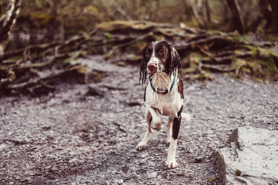 Free Image of Wet spaniel dog in a muddy forest trail 