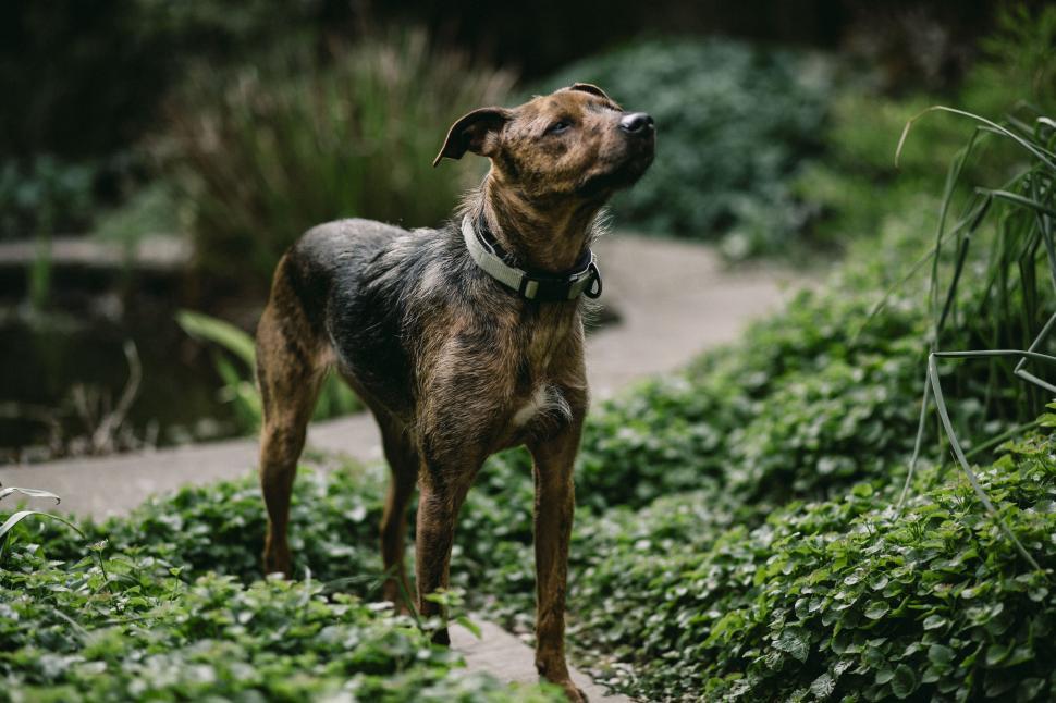 Free Image of Alert dog standing in lush greenery 