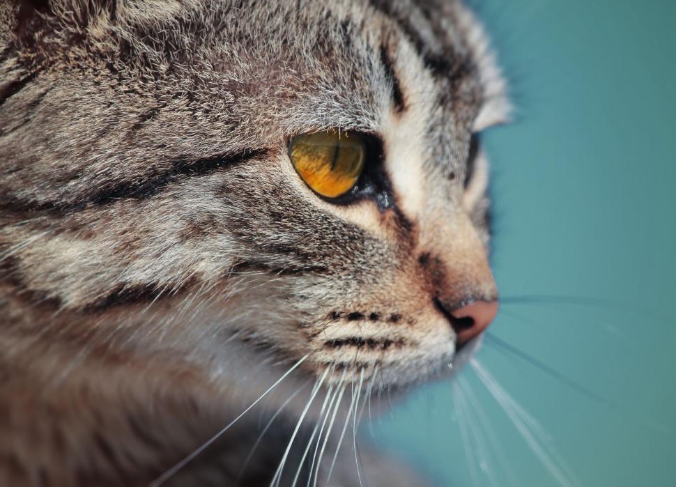 Free Image of Close-up of a cat s face with striking eyes 