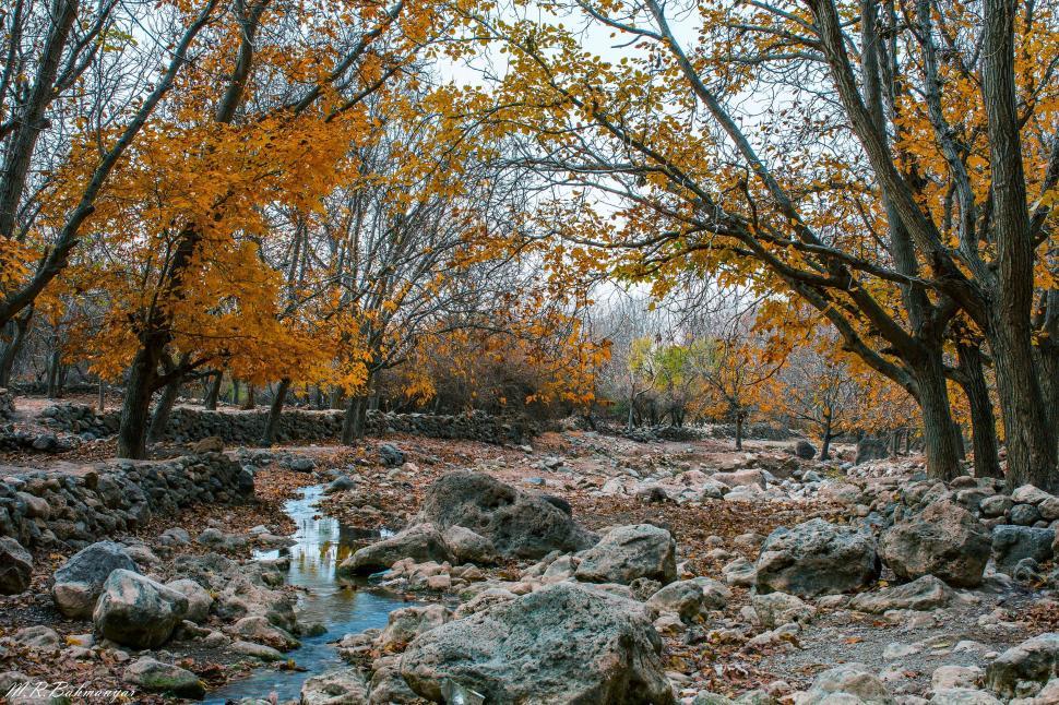 Free Image of Autumn colors in rocky forest stream 