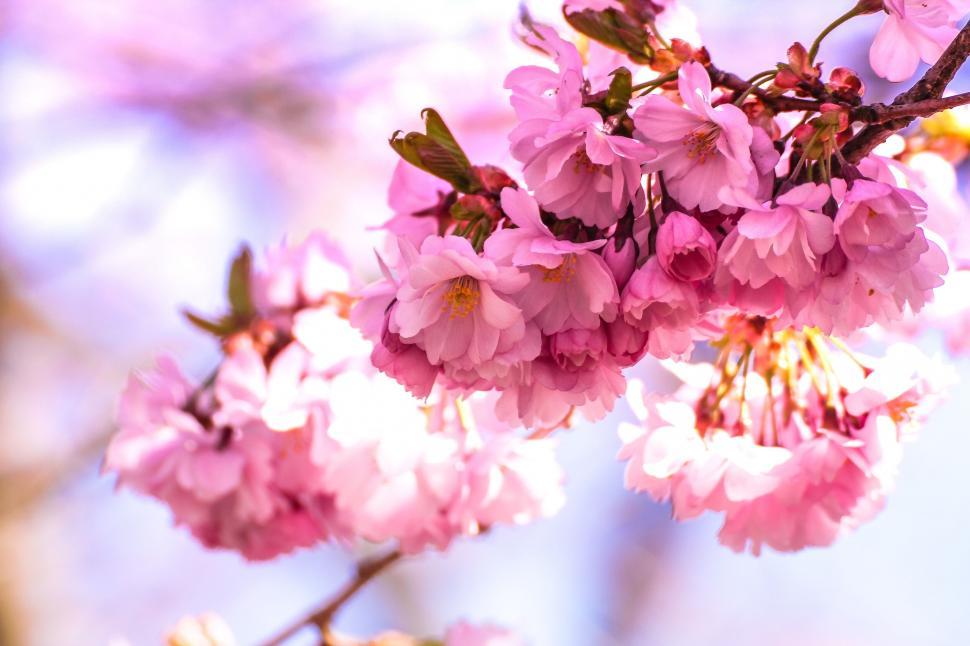 Free Image of Close-up of cherry blossoms blooming 