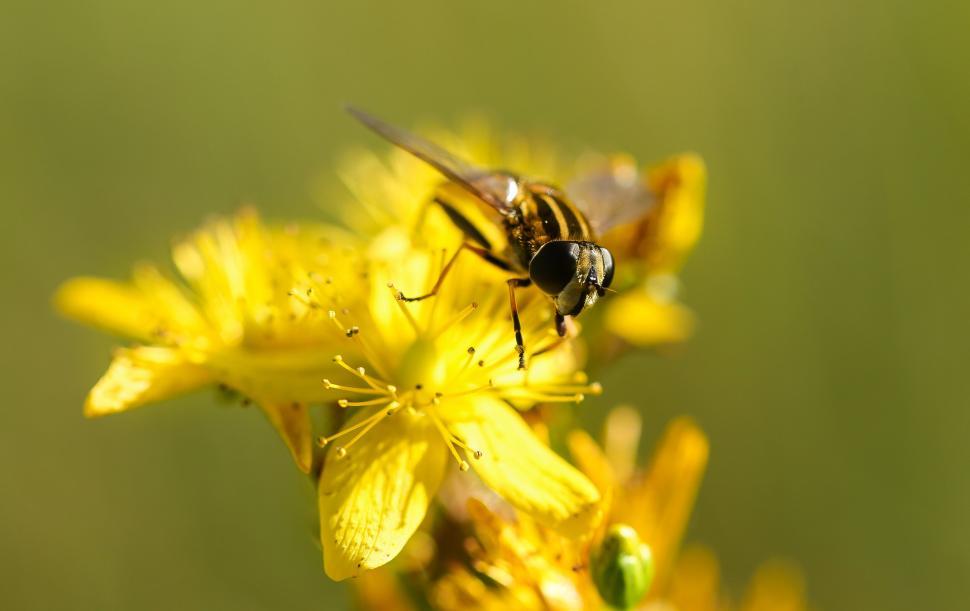 Free Image of Close-up of a bee pollinating a yellow flower 