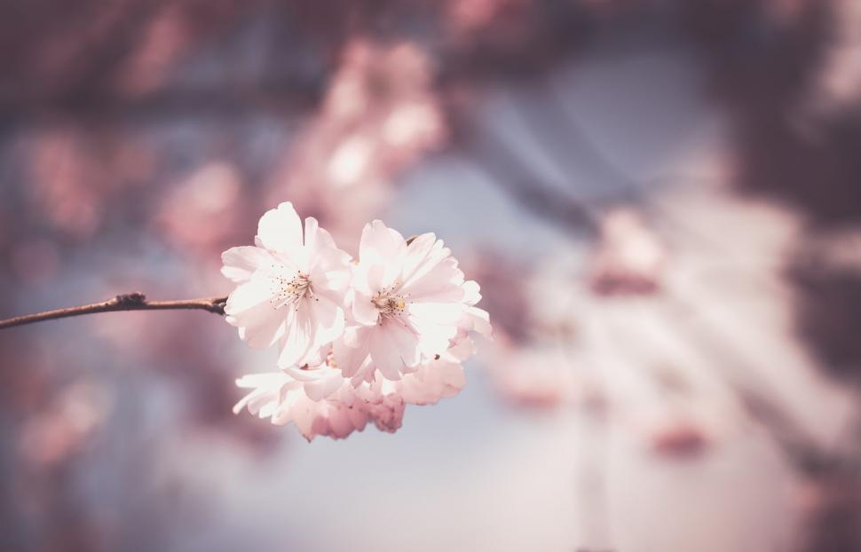 Free Image of Pastel pink cherry blossoms in soft focus 