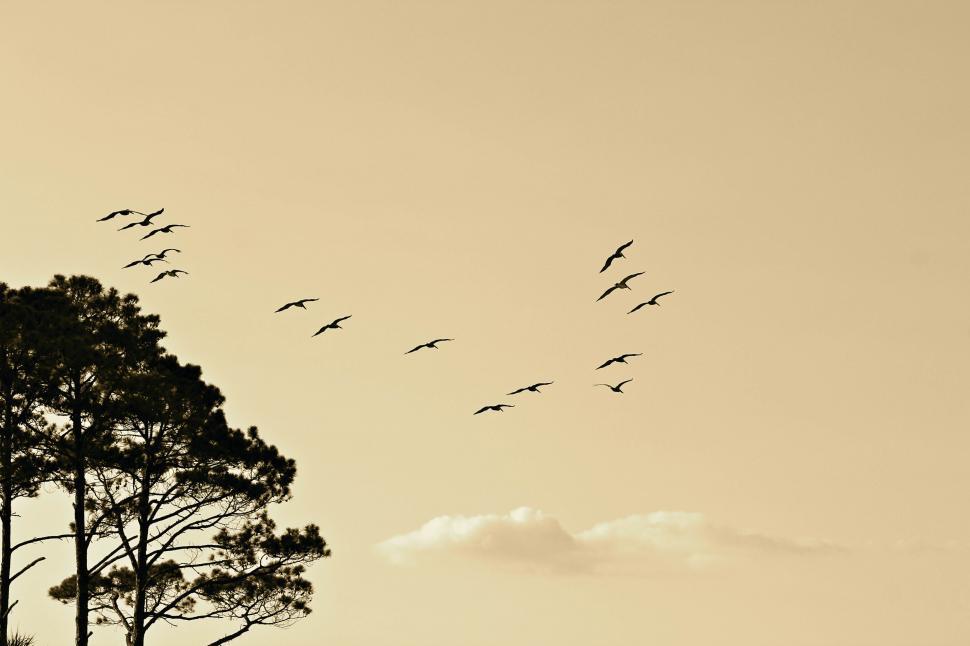 Free Image of Flock of birds flying over pine trees at dusk 