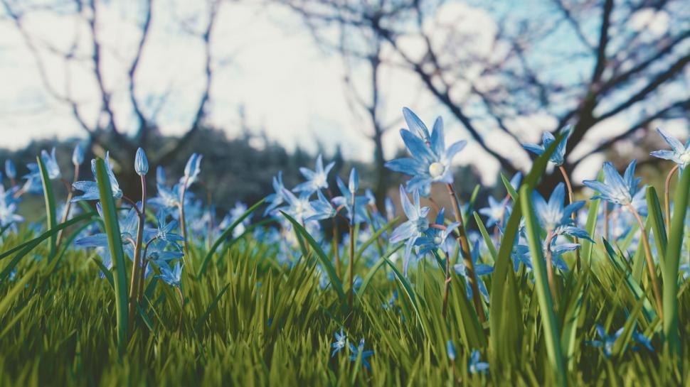 Free Image of Blue Star Flowers in Morning Light 