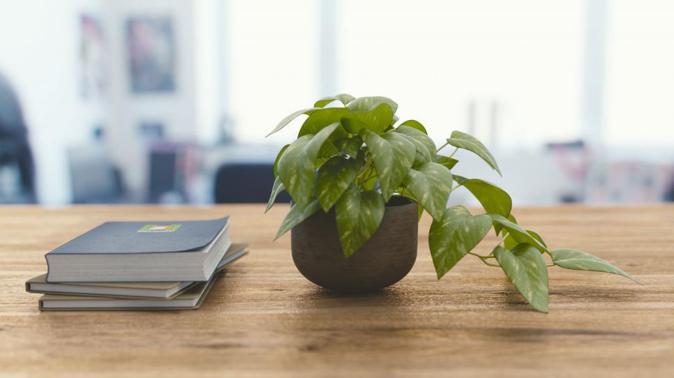 Free Image of Green houseplant on a wooden desk close-up 
