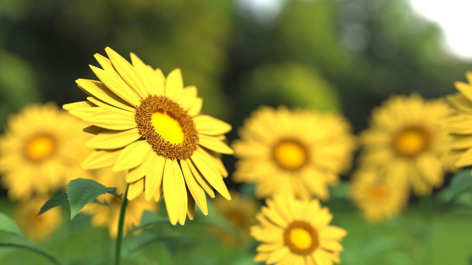 Free Image of Sunflowers field with focus on foreground 