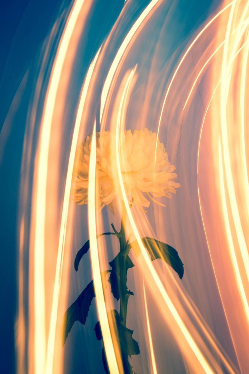Free Image of Vibrant flower enveloped by light streaks 