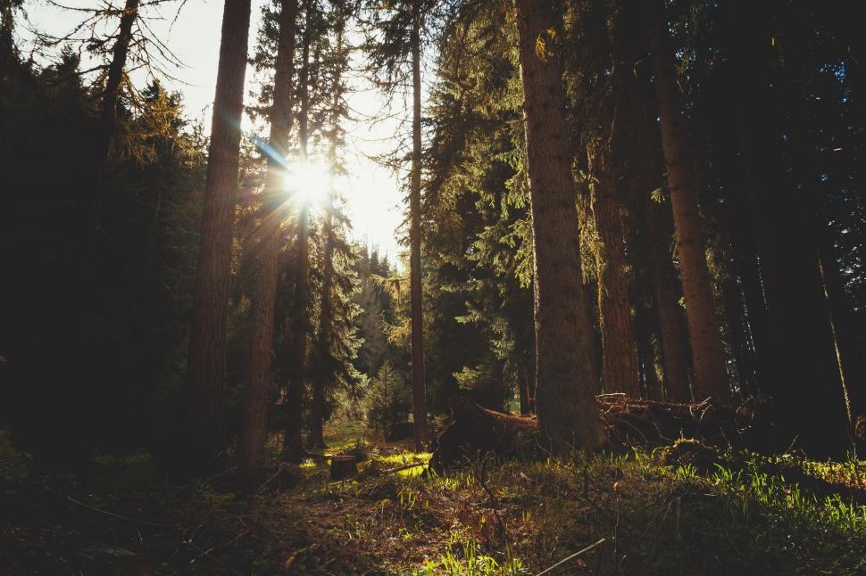 Free Image of Sunlight Filtering Through Forest Trees 