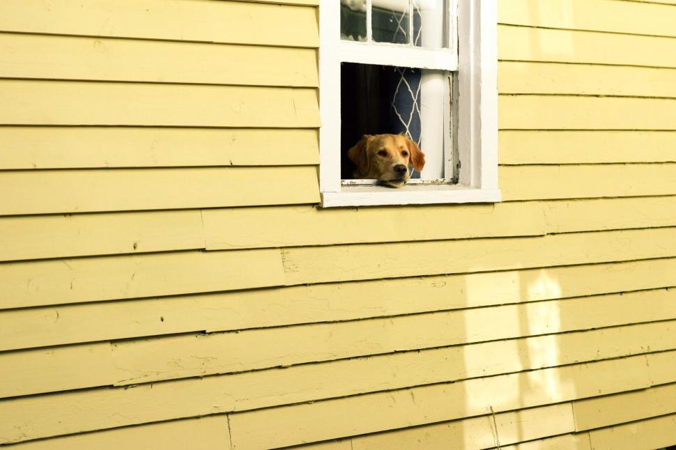 Free Image of Dog peering out of a broken window of a house 
