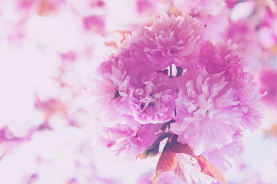 Free Image of Soft focus image of gentle pink cherry blossoms 