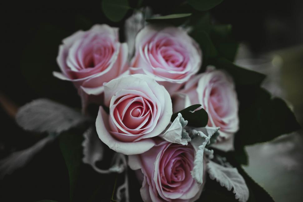 Free Image of Elegant bouquet of pale pink roses in shadows 