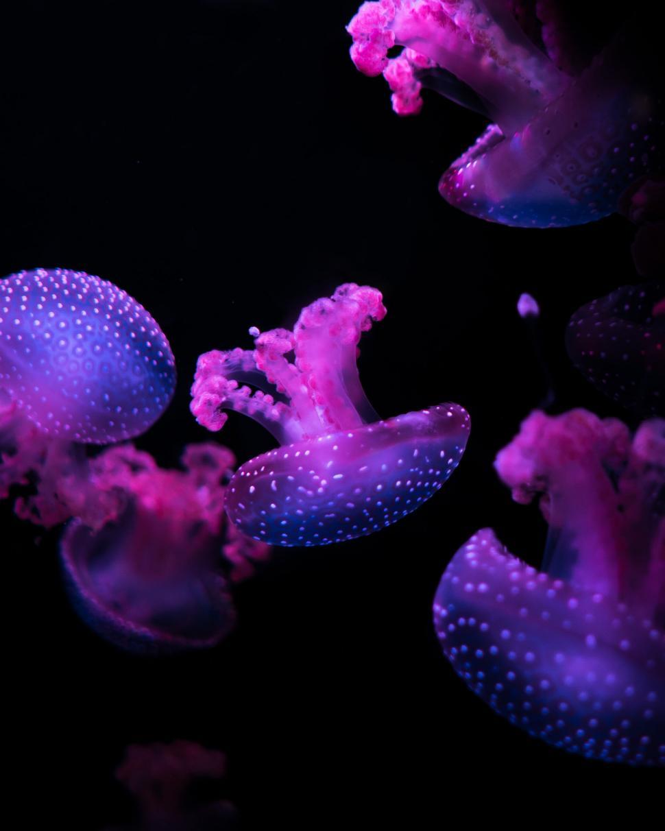 Free Image of Glowing purple jellyfish on black background 