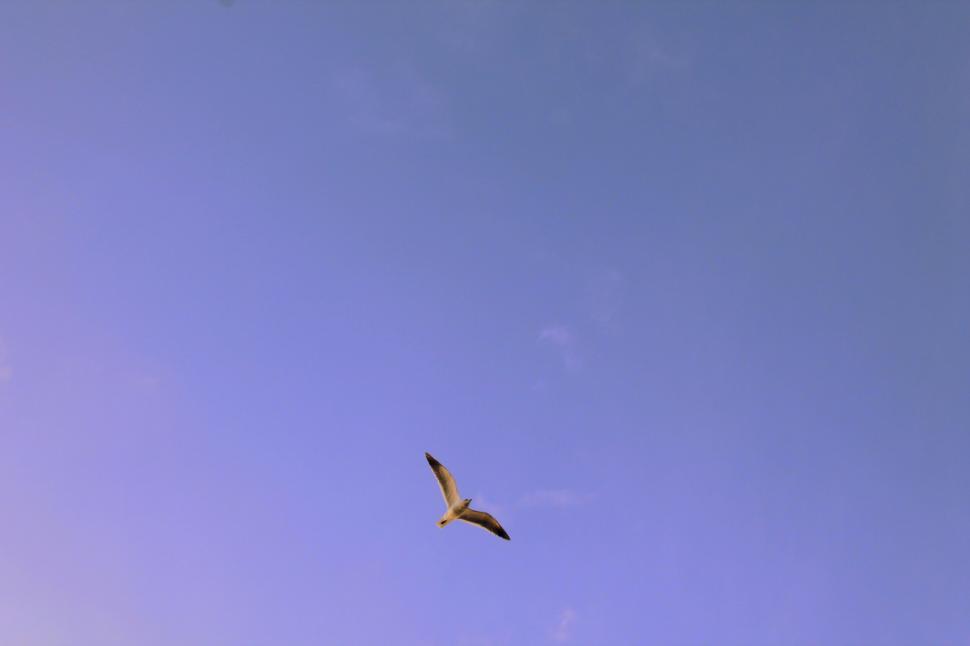 Free Image of Seagull flying in a blue sky 