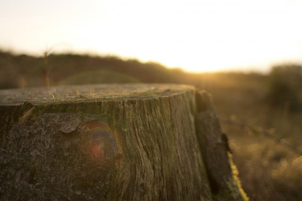 Free Image of Sunset light on tree stump in forest 
