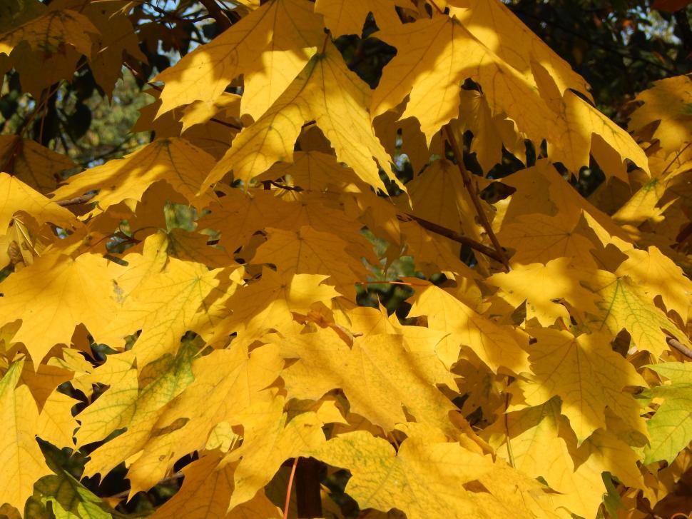 Free Image of Vibrant yellow autumn leaves in sunlight 