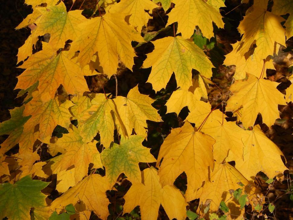 Free Image of Autumnal scene with yellow maple leaves 