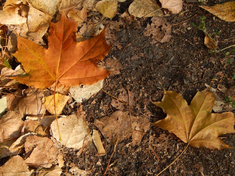 Free Image of Fallen brown leaves on the forest floor 