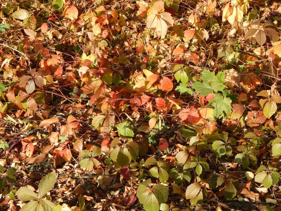 Free Image of Colorful mix of autumn leaves on the ground 