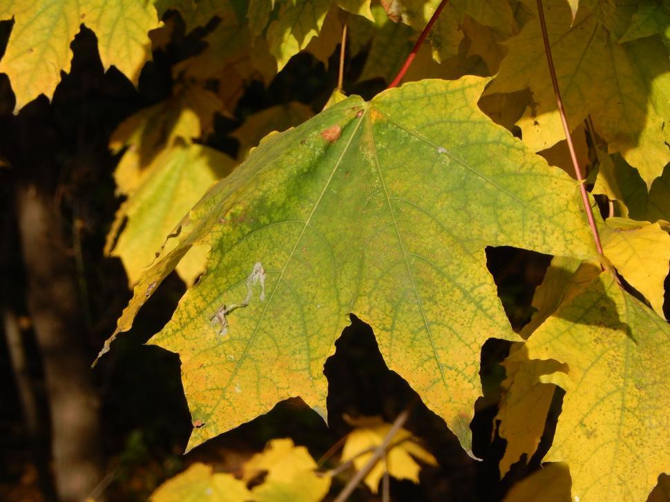 Free Image of Single green and yellow leaf with detail 