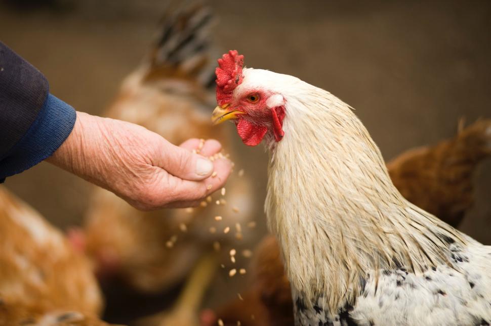 Free Image of Hand feeding grains to a free-range chicken 