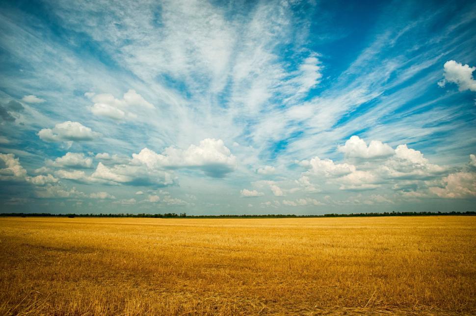 Free Image of Vast wheat field under a cloudy blue sky 