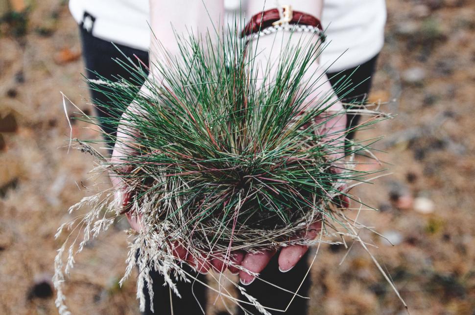 Free Image of Hands holding a bunch of green pine needles 