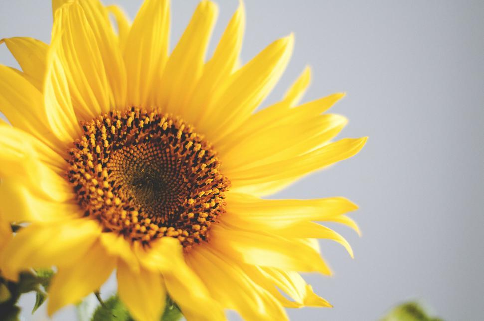 Free Image of Close-up of a bright yellow sunflower 