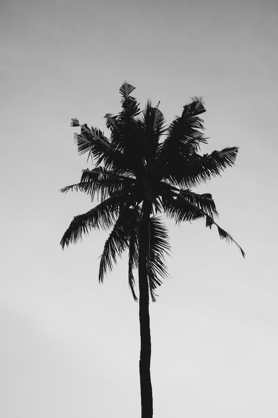 Free Image of Silhouetted palm tree against a sky background 