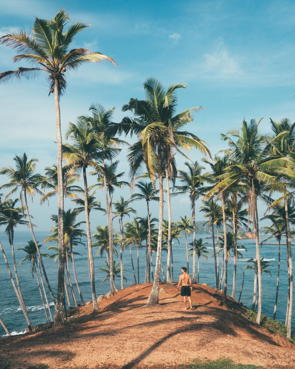 Free Image of Person amidst tall palm trees on hilltop 