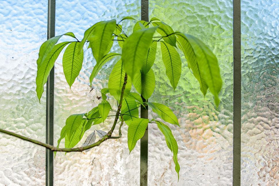 Free Image of Indoor potted plant against a textured window 