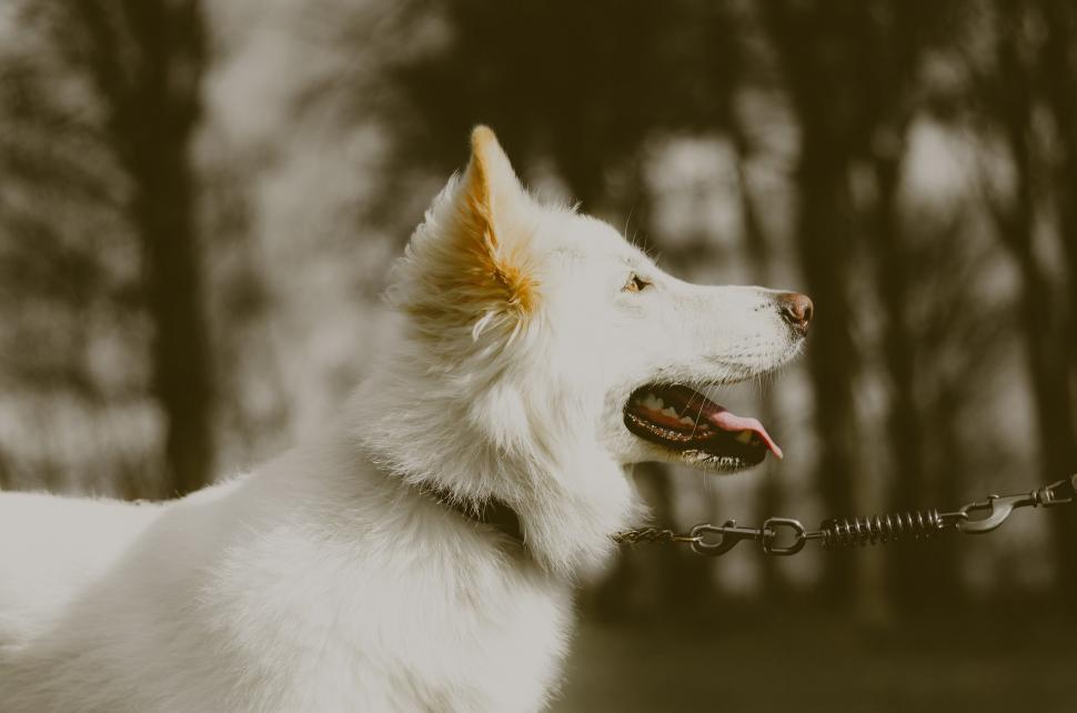 Free Image of White dog on leash in autumn park setting 