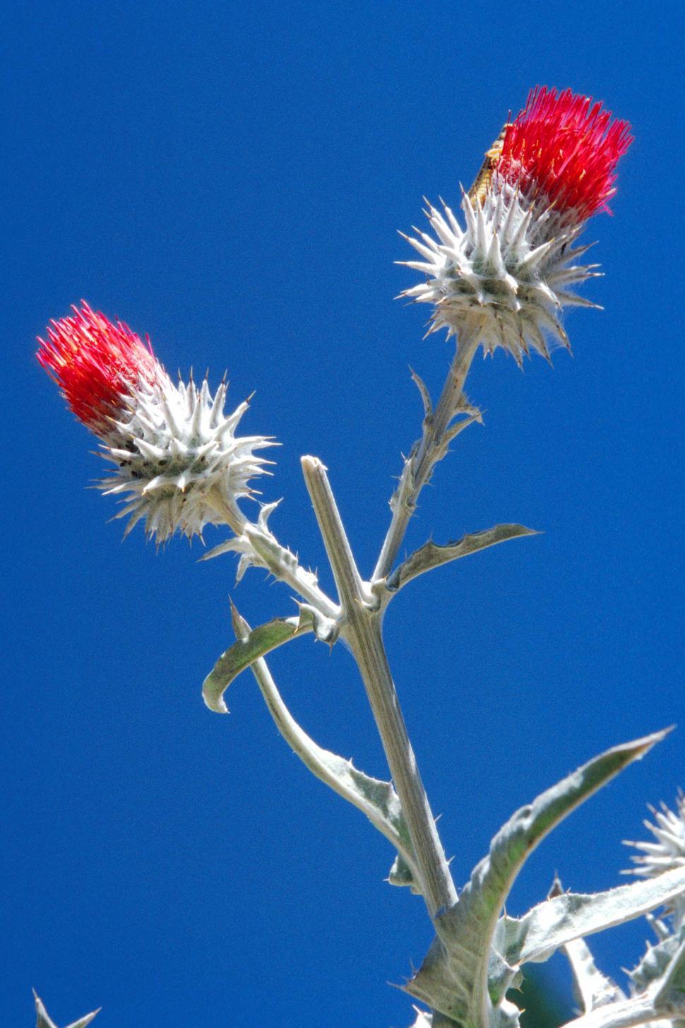 Free Image of Close Up of a Flower With Blue Sky Background 