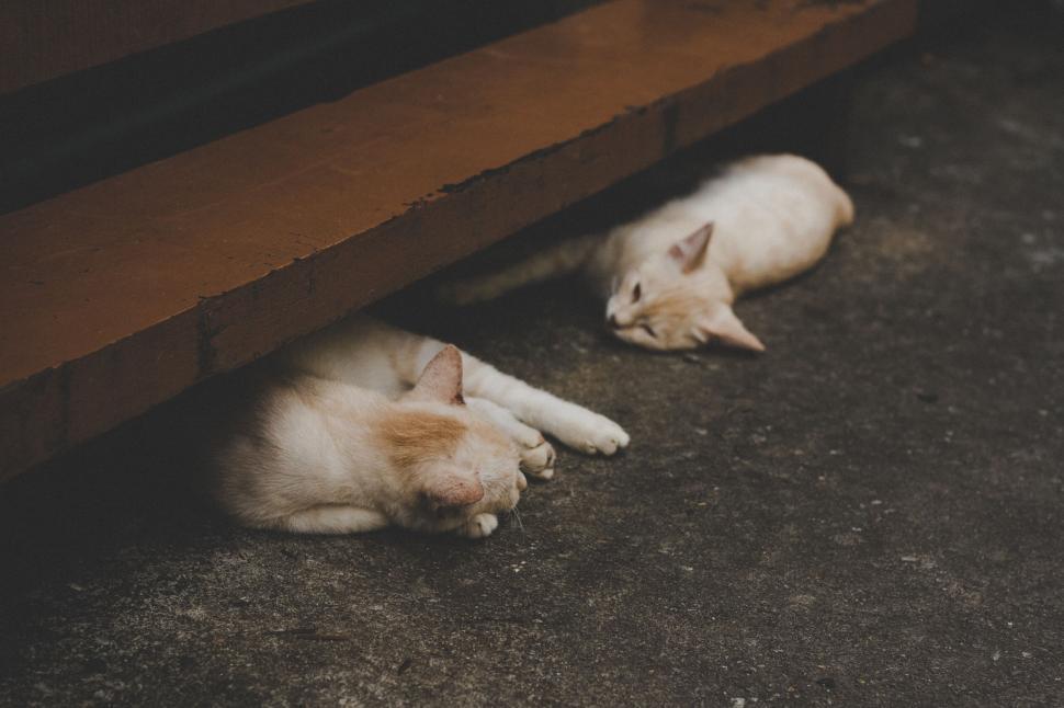 Free Image of Two cream cats resting under a bench 