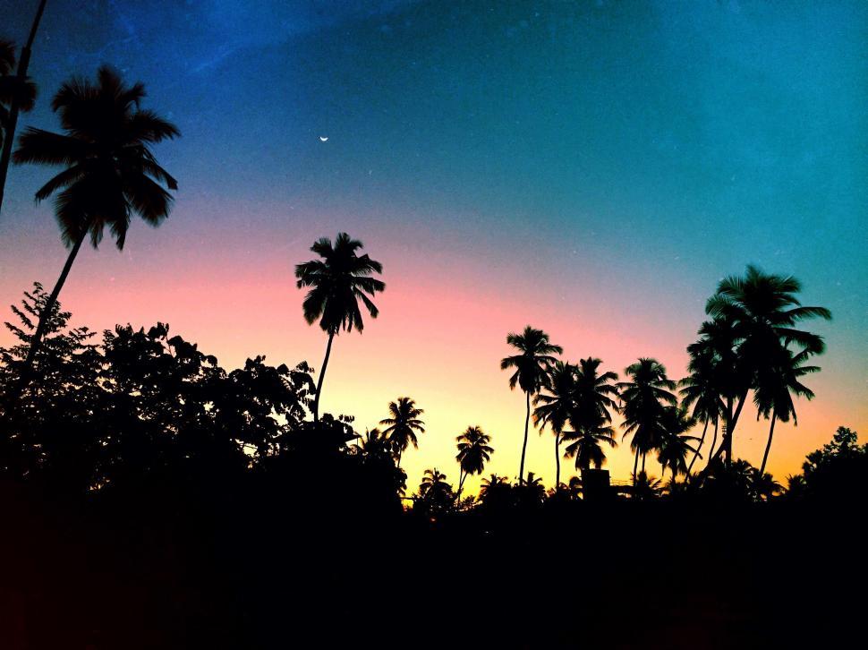 Free Image of Tropical sunset with palm trees and starry sky 