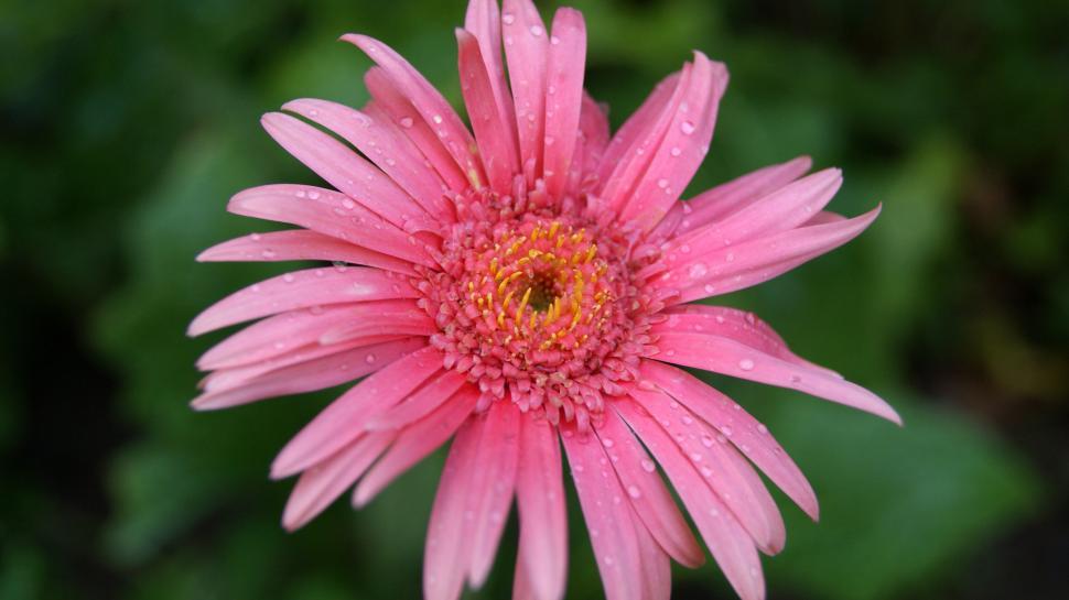 Free Image of Pink gerbera daisy with water droplets close-up 