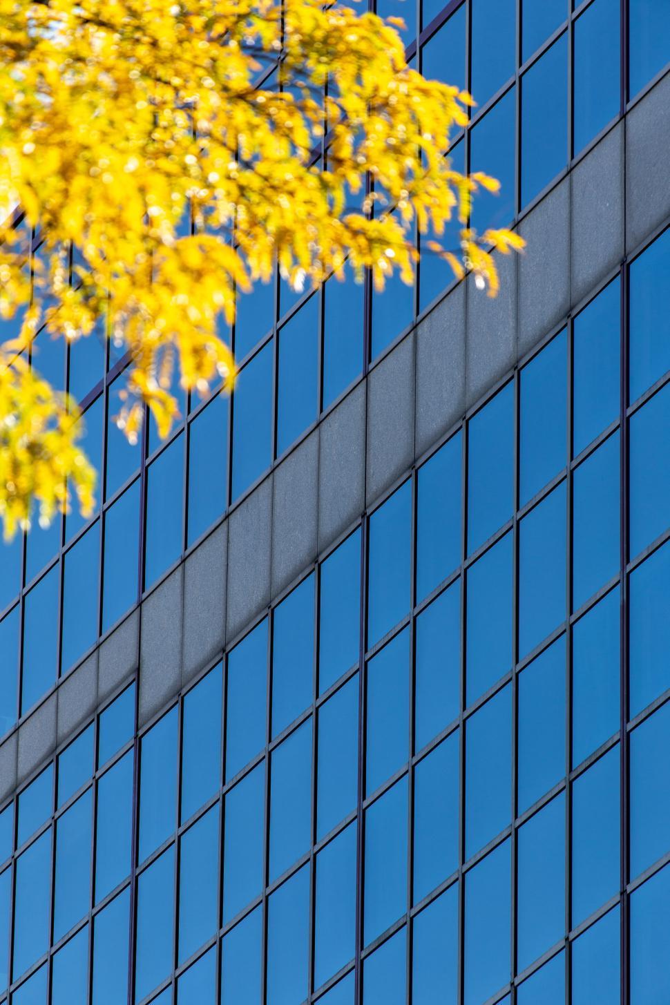 Free Image of Blue reflective glass building with autumn leaves 