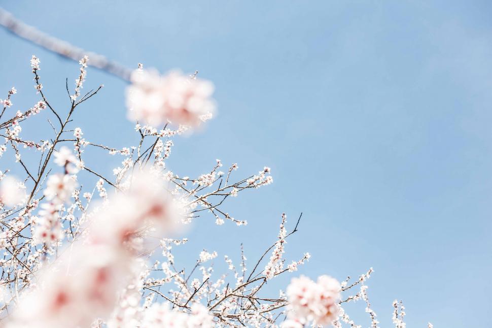 Free Image of Blooming cherry blossoms with blue sky 