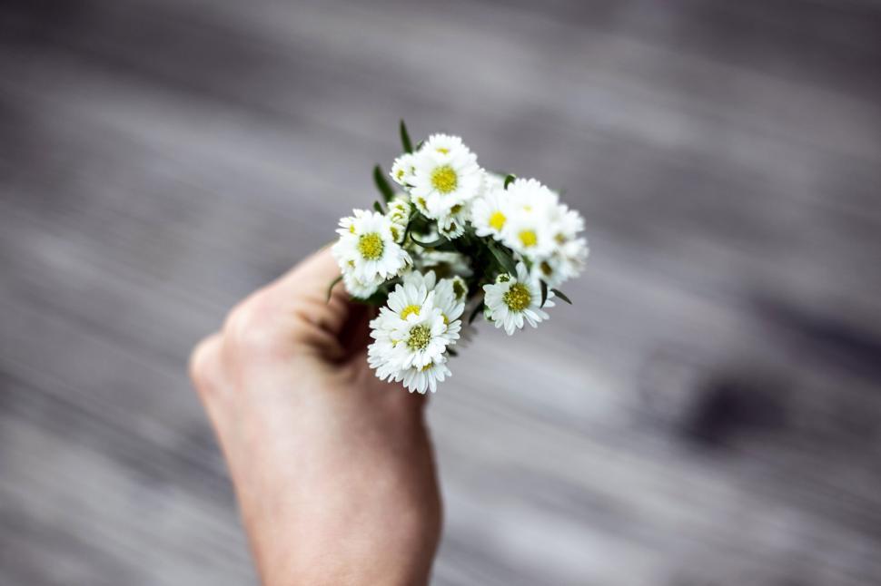 Free Image of Hand holding daisies on blurred background 