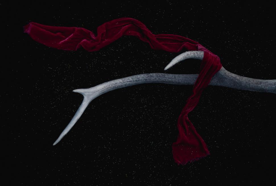 Free Image of Artistic antler with red fabric on black 