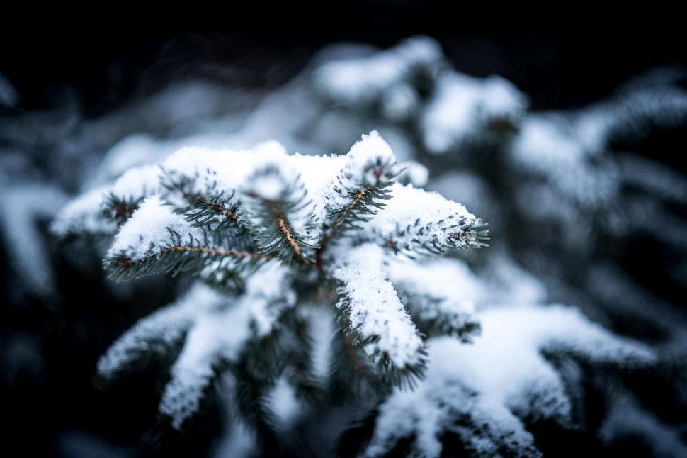 Free Image of Close-up of snow-covered pine branches 