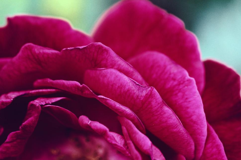 Free Image of Close-up of a vibrant pink rose flower 