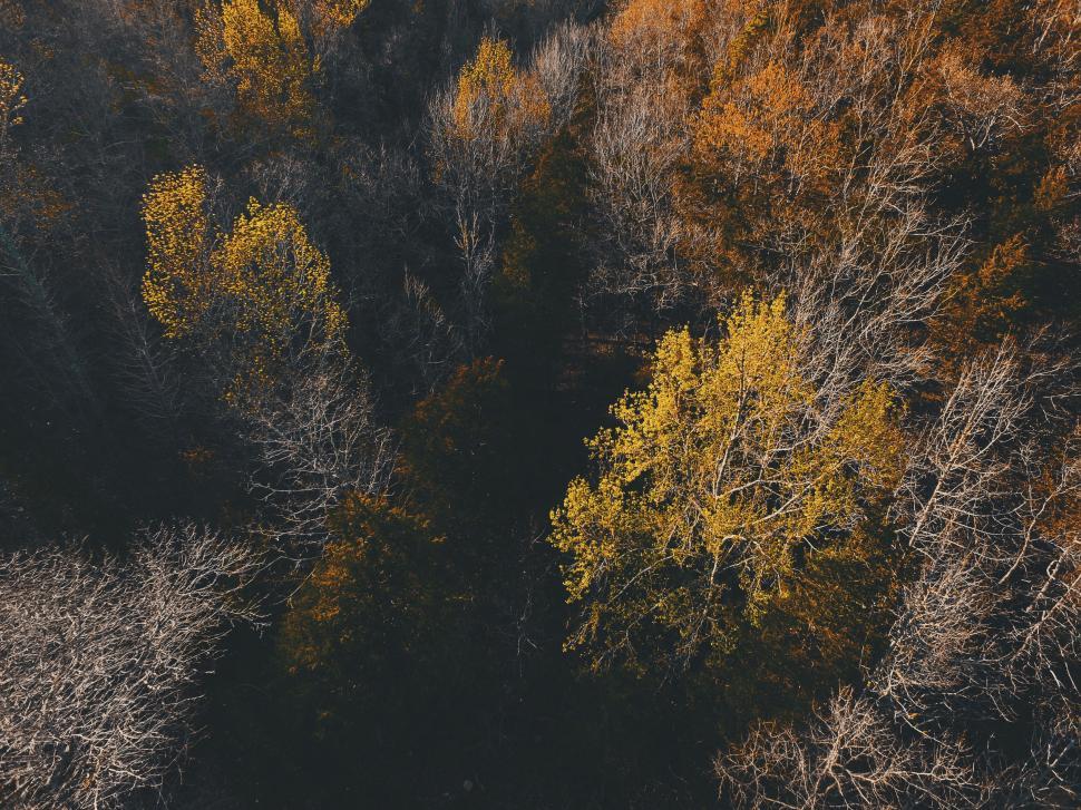 Free Image of Aerial view of a forest in autumn hues 