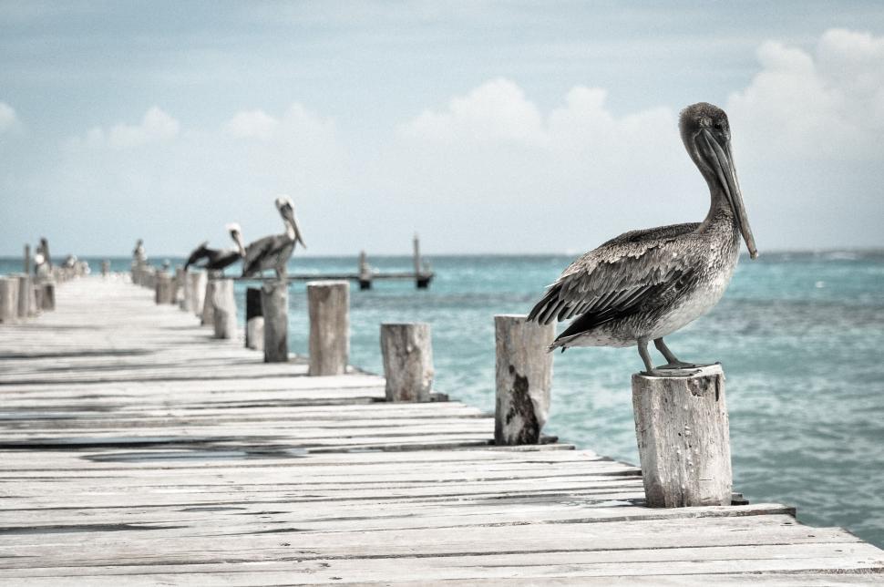 Free Image of Pelican perched on a wooden dock 
