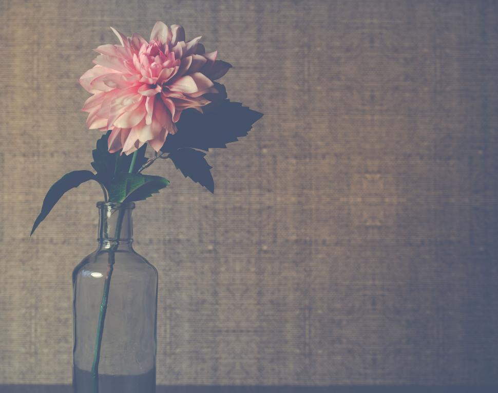 Free Image of Vintage flower in a glass bottle on textured backdrop 