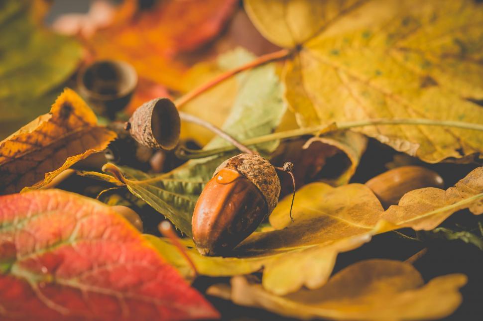 Free Image of Autumn leaves and acorn close-up shot 