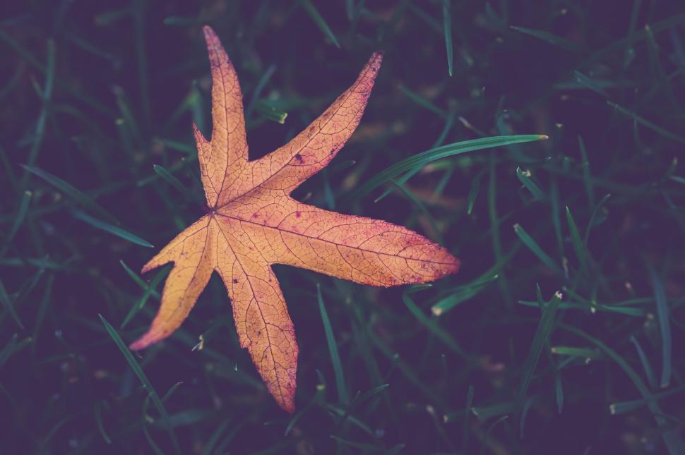 Free Image of Single autumn leaf resting on grass 