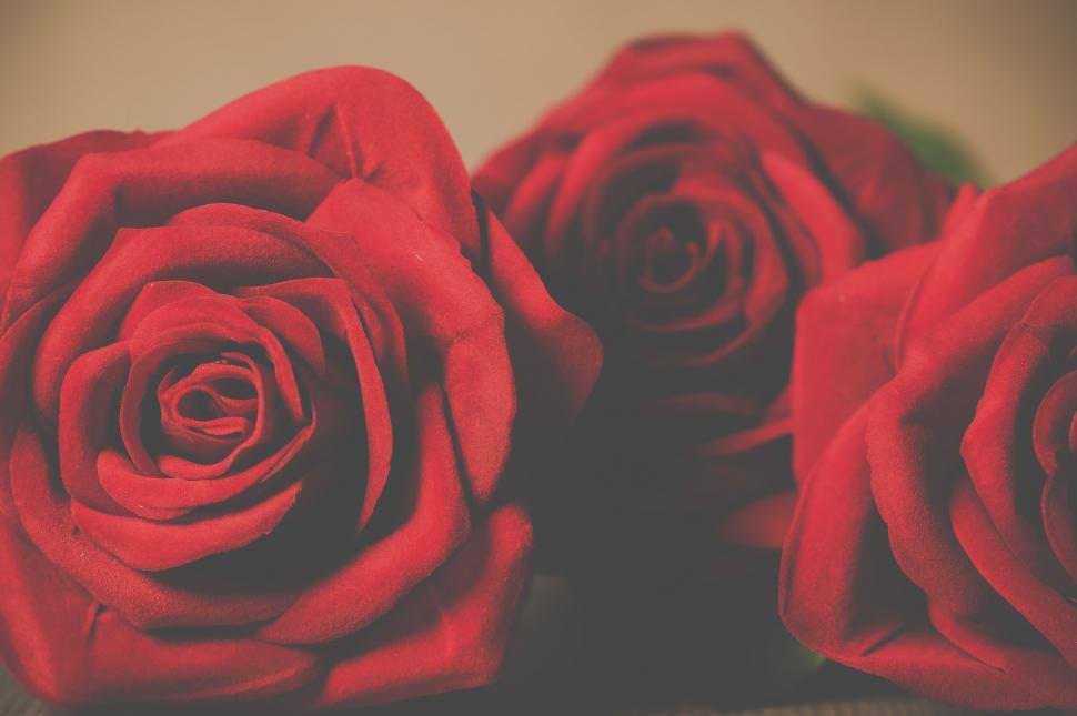 Free Image of Close-up of vibrant red roses in bloom 